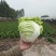 夏阳白菜，2020年白菜上市，现出现装，