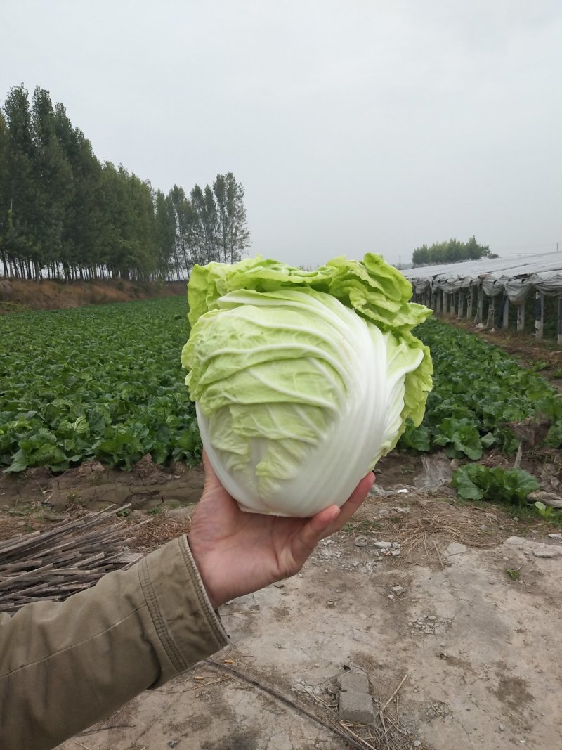 夏阳白菜，2020年白菜上市，现出现装，