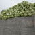 夏阳白菜，2020年白菜上市，现出现装，