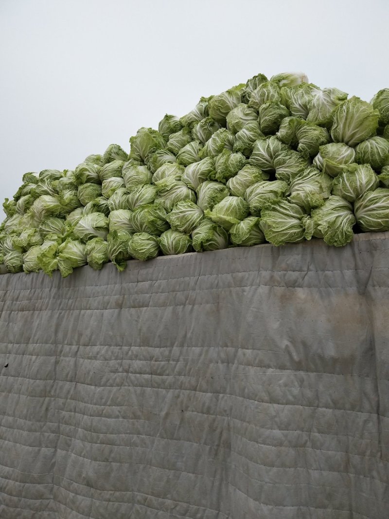 夏阳白菜，2020年白菜上市，现出现装，