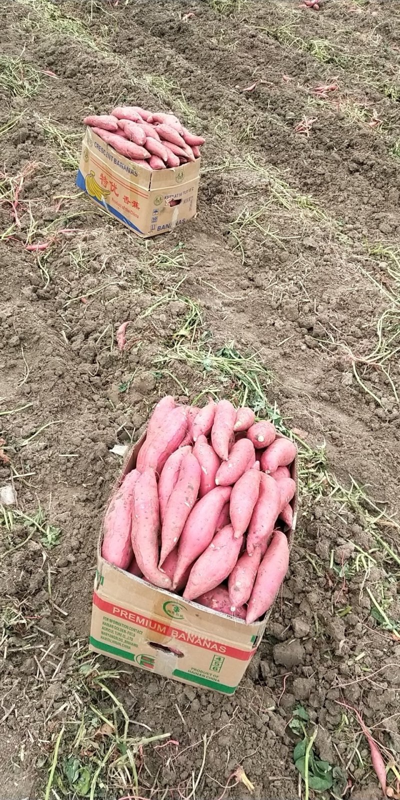 西瓜红蜜薯商品薯，产地代发，货源稳定，保质保量