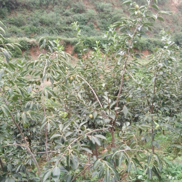 柿子树
