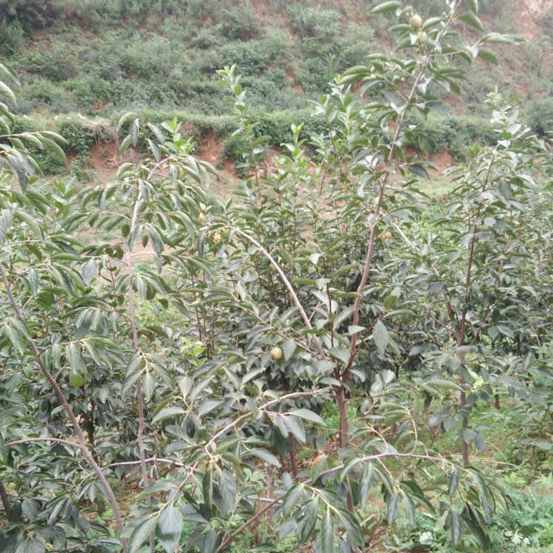 柿子树