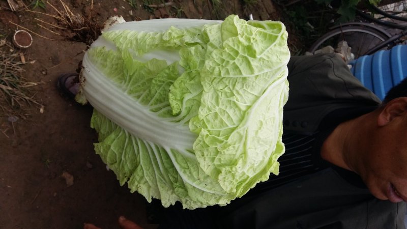 夏阳白菜，2020年白菜上市，现出现装，