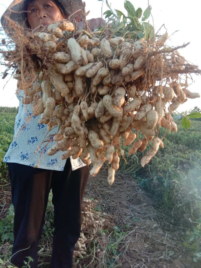 晓店花生，皮薄，果甜