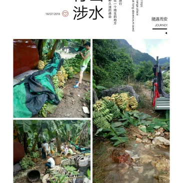 粉蕉