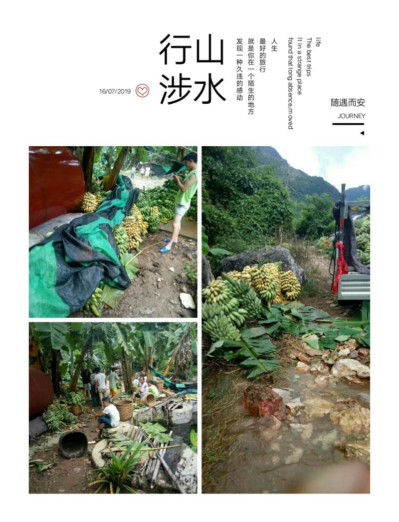 粉蕉