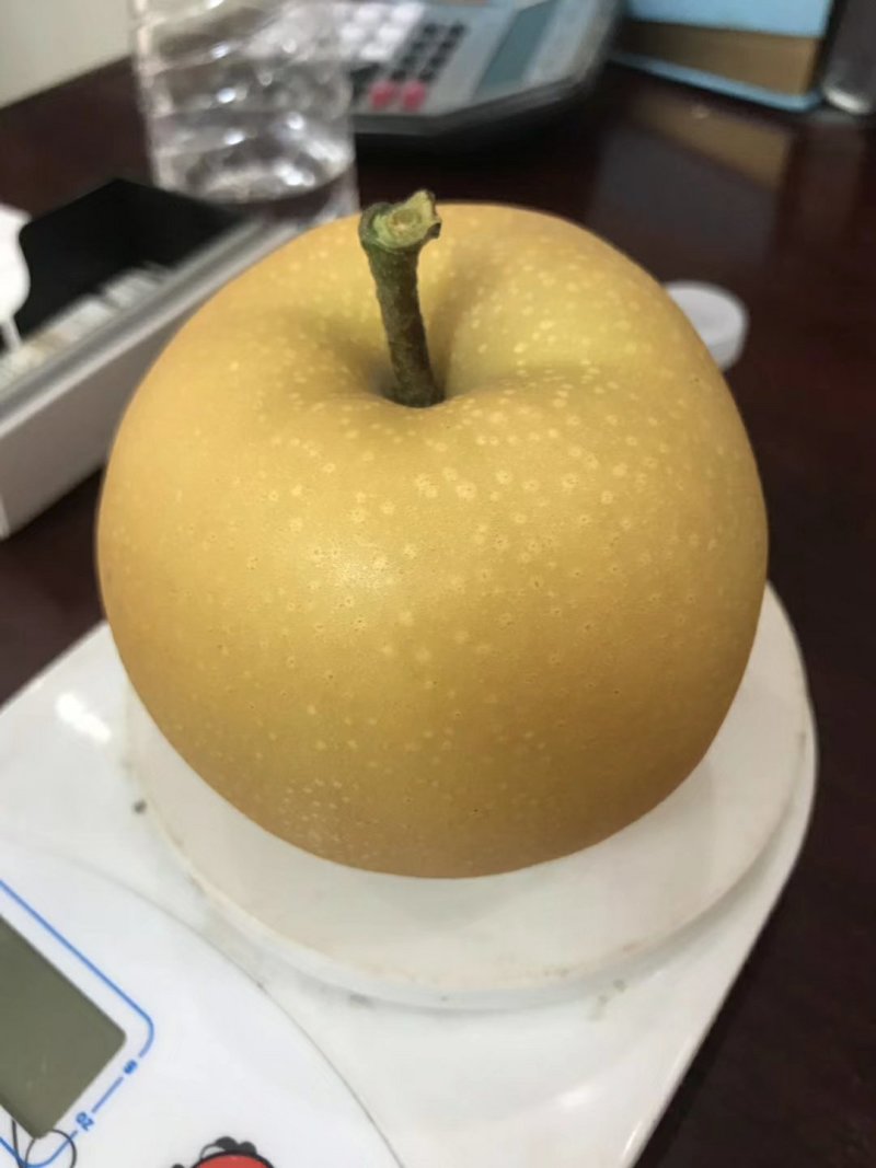 秋月梨