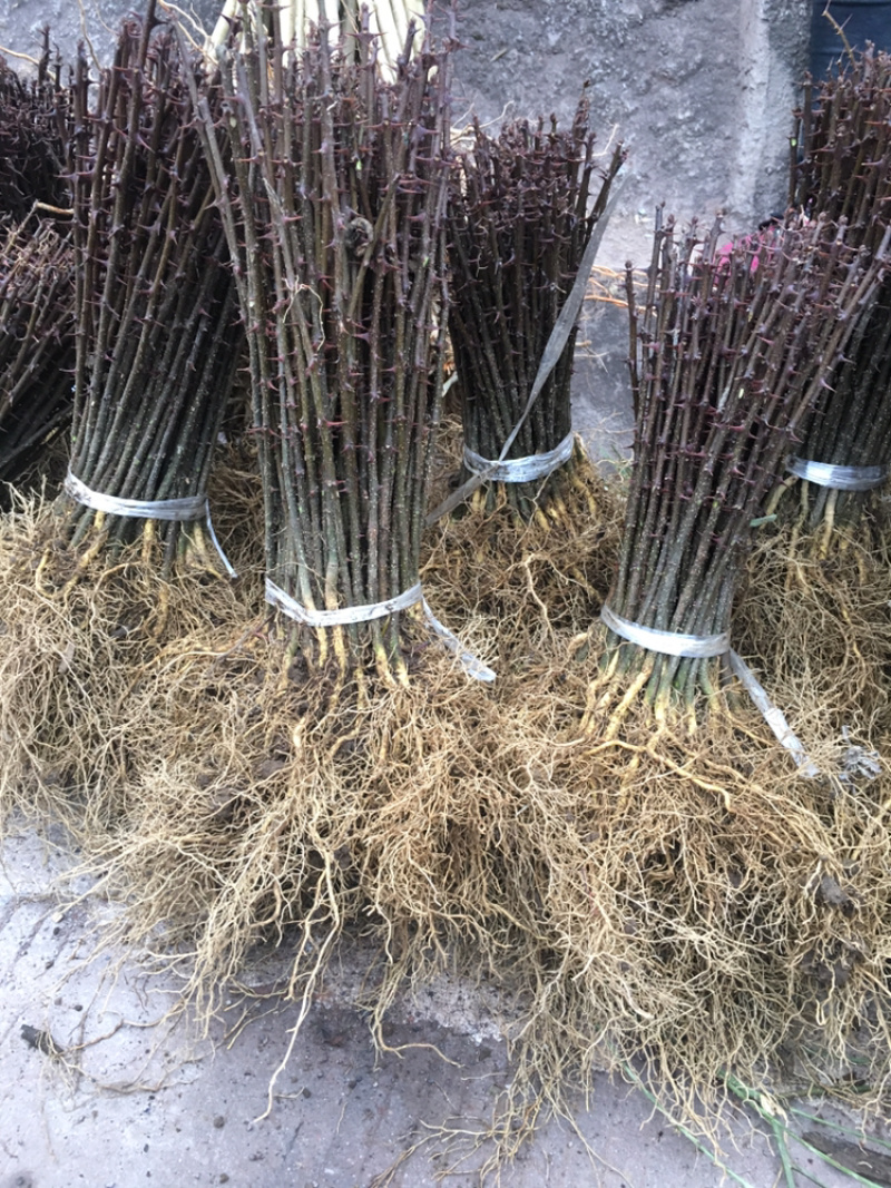 汉源红椒苗，花椒嫁接苗，根系发达成活率高，提供技术指导