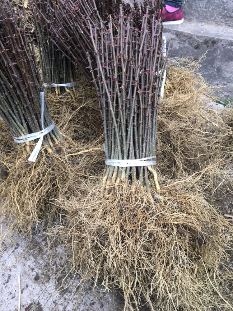 汉源红椒苗，花椒嫁接苗，根系发达成活率高，提供技术指导