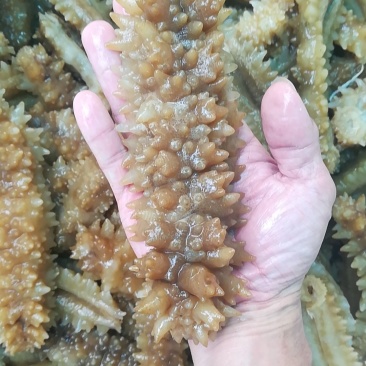 熟冻即食天然南海黄玉参