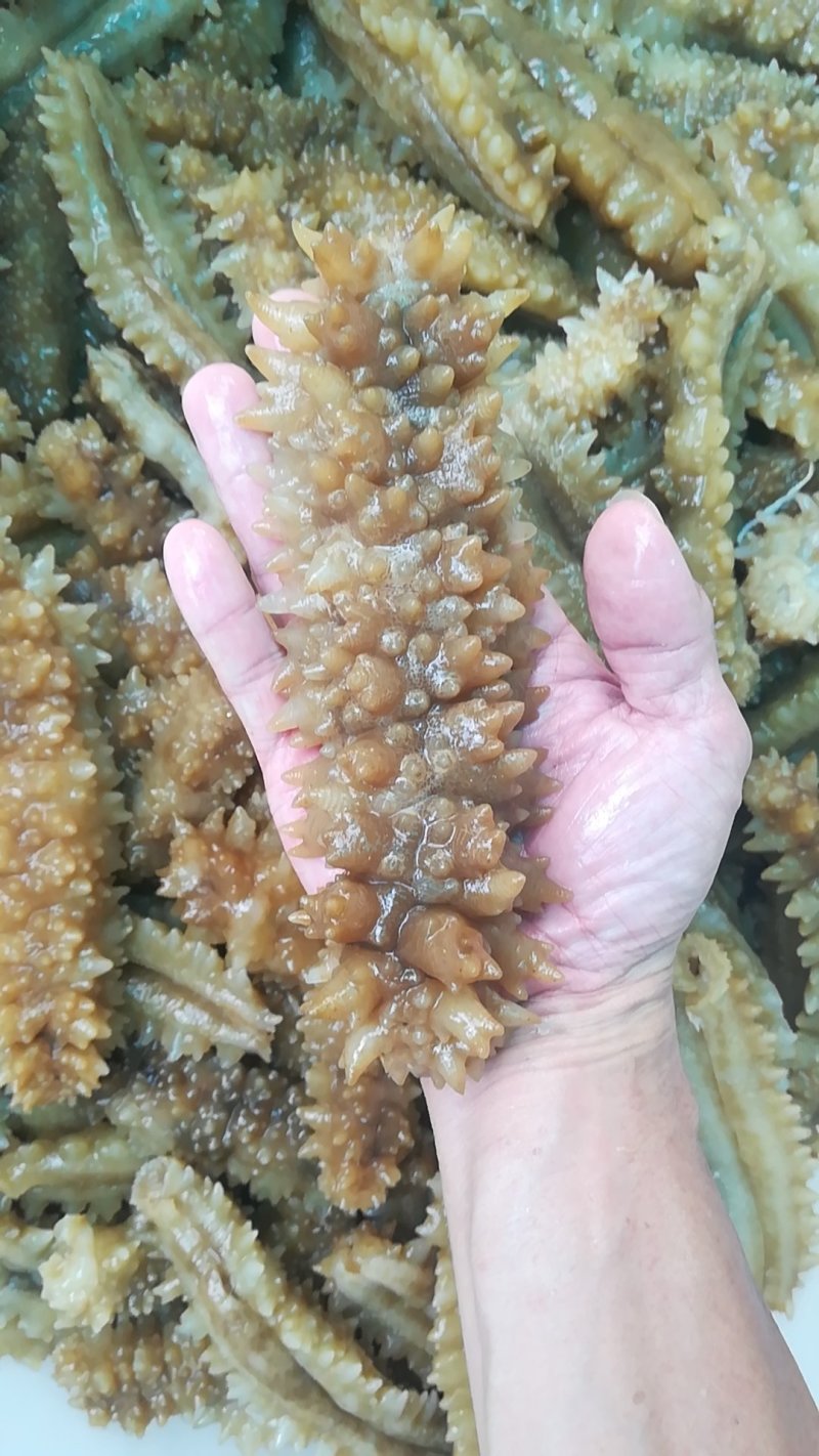 熟冻即食天然南海黄玉参