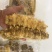 熟冻即食天然南海黄玉参