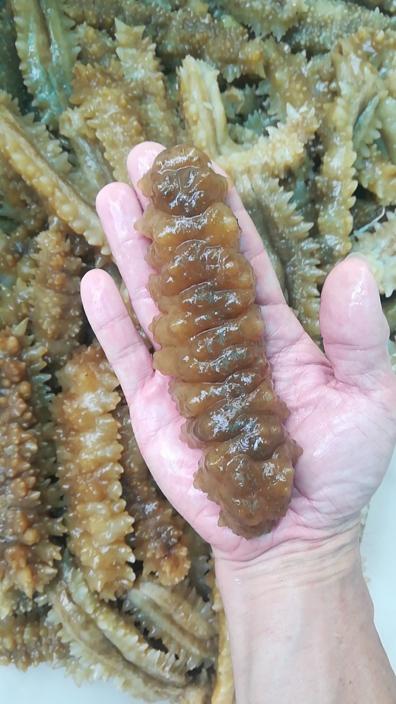 熟冻即食天然南海黄玉参