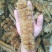 熟冻即食天然南海黄玉参