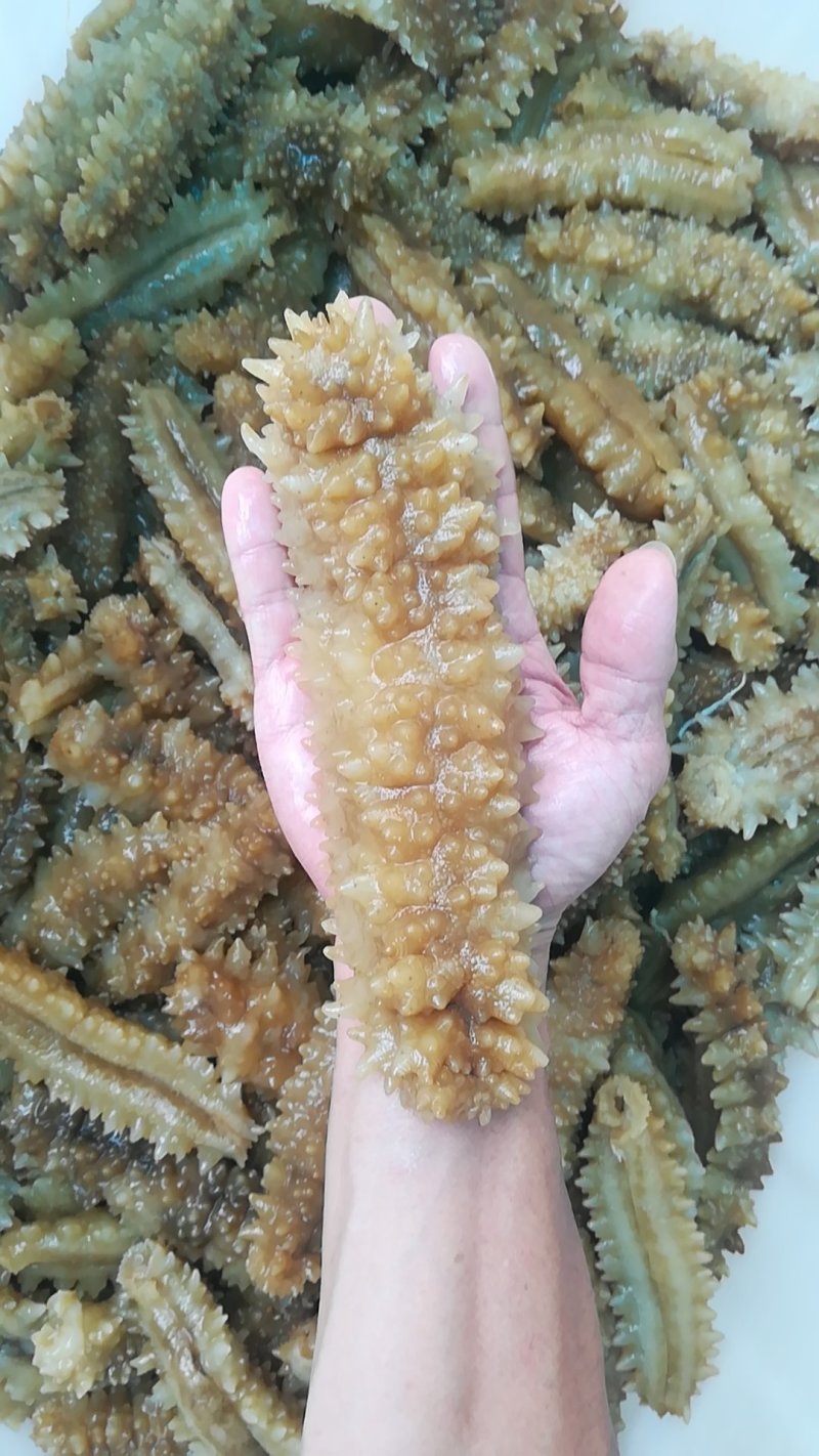 熟冻即食天然南海黄玉参