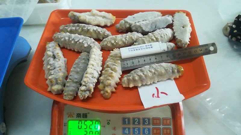 熟冻即食天然南海黄玉参