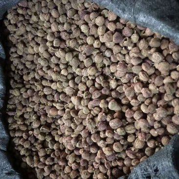 云南文山马关砂仁