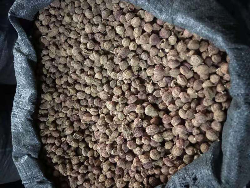 云南文山马关砂仁