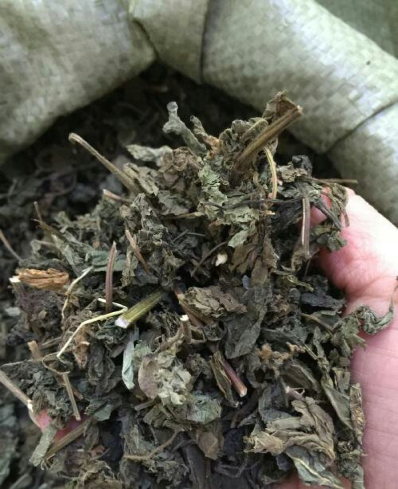 紫苏叶千余品种供应承接订单