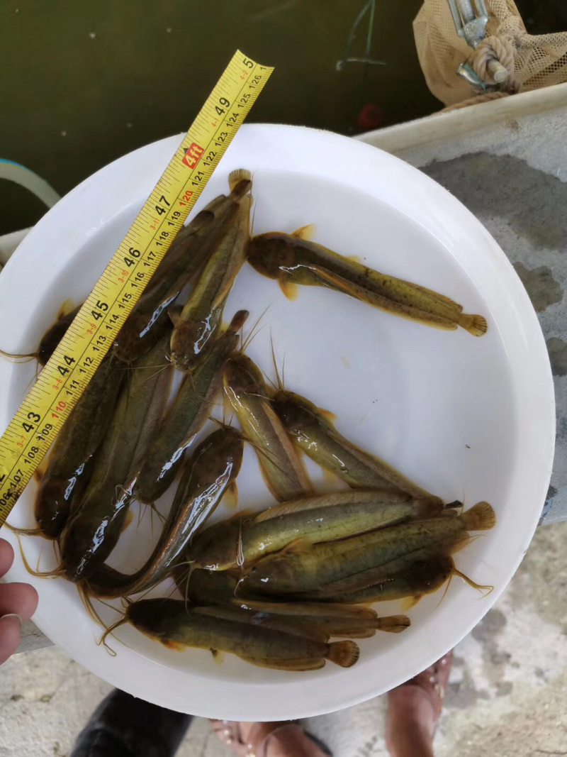 三黄塘角鱼苗，全国发货，