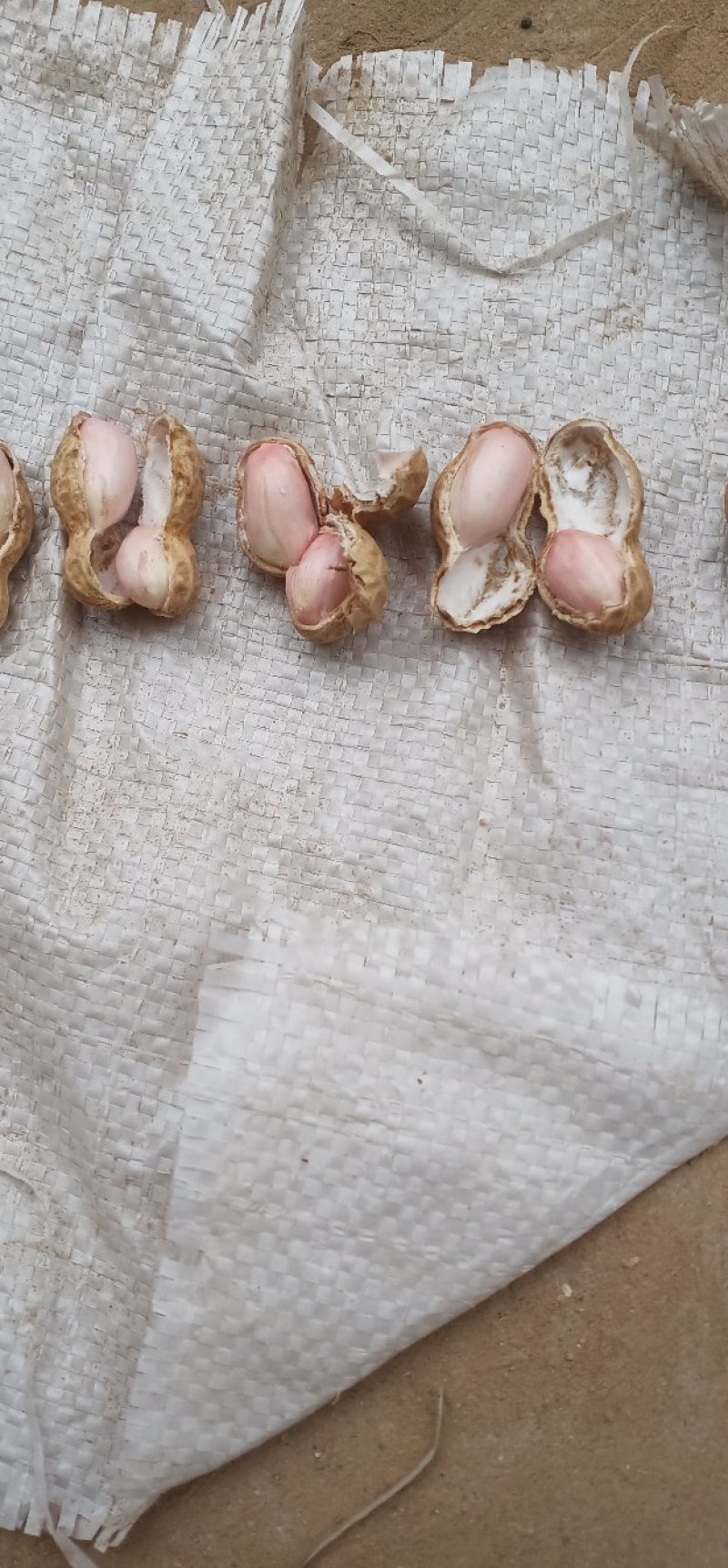 精品鲁花花生颗粒饱满质量好一手货源价格美丽