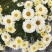 太阳菊