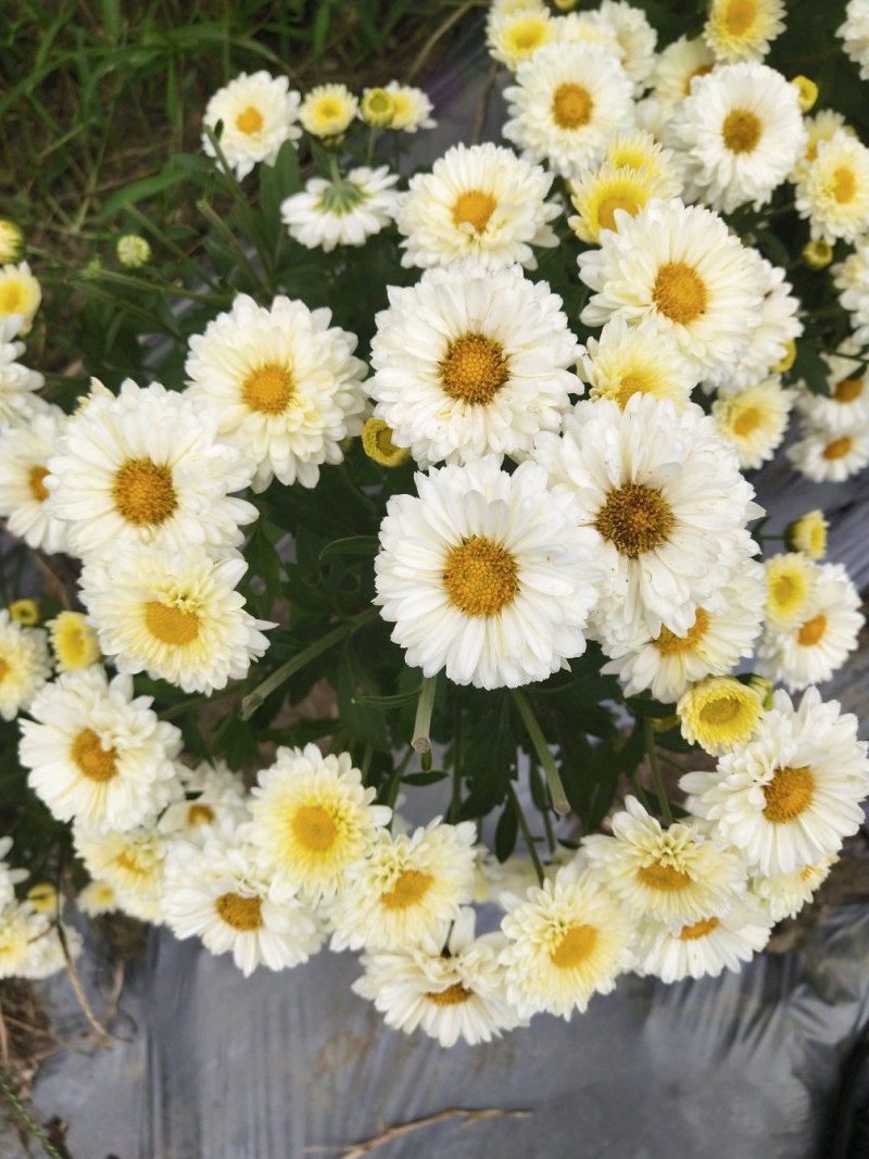 太阳菊