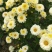 太阳菊