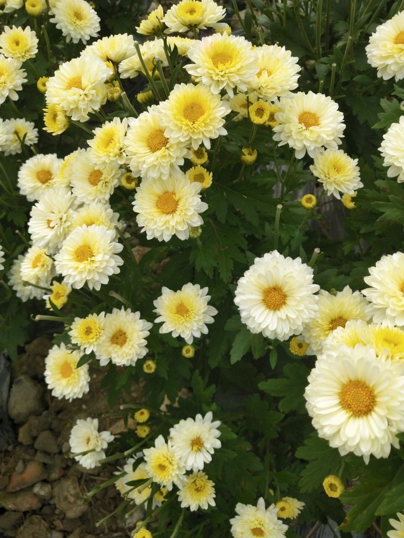 太阳菊