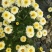 太阳菊