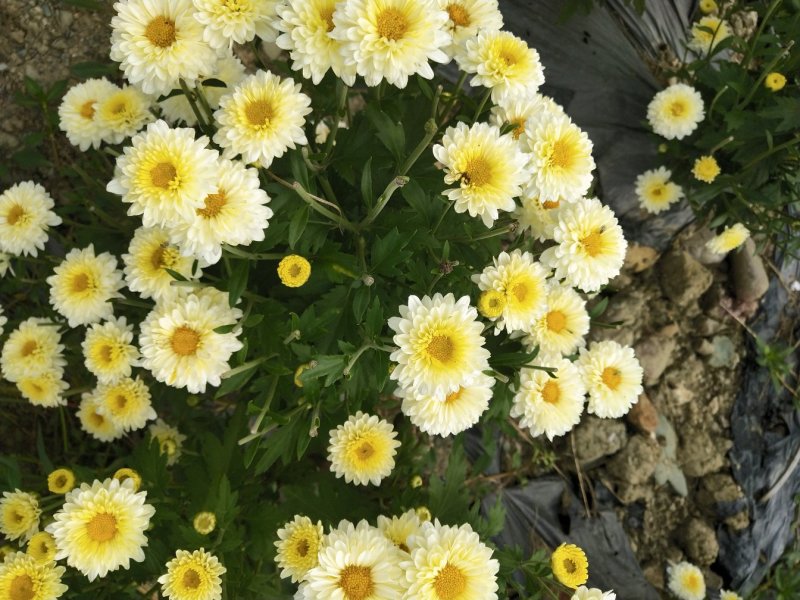 太阳菊