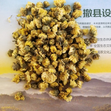 太阳菊