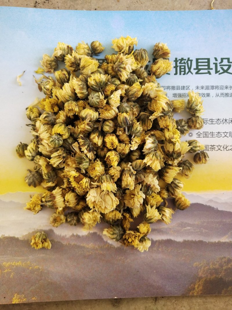 太阳菊