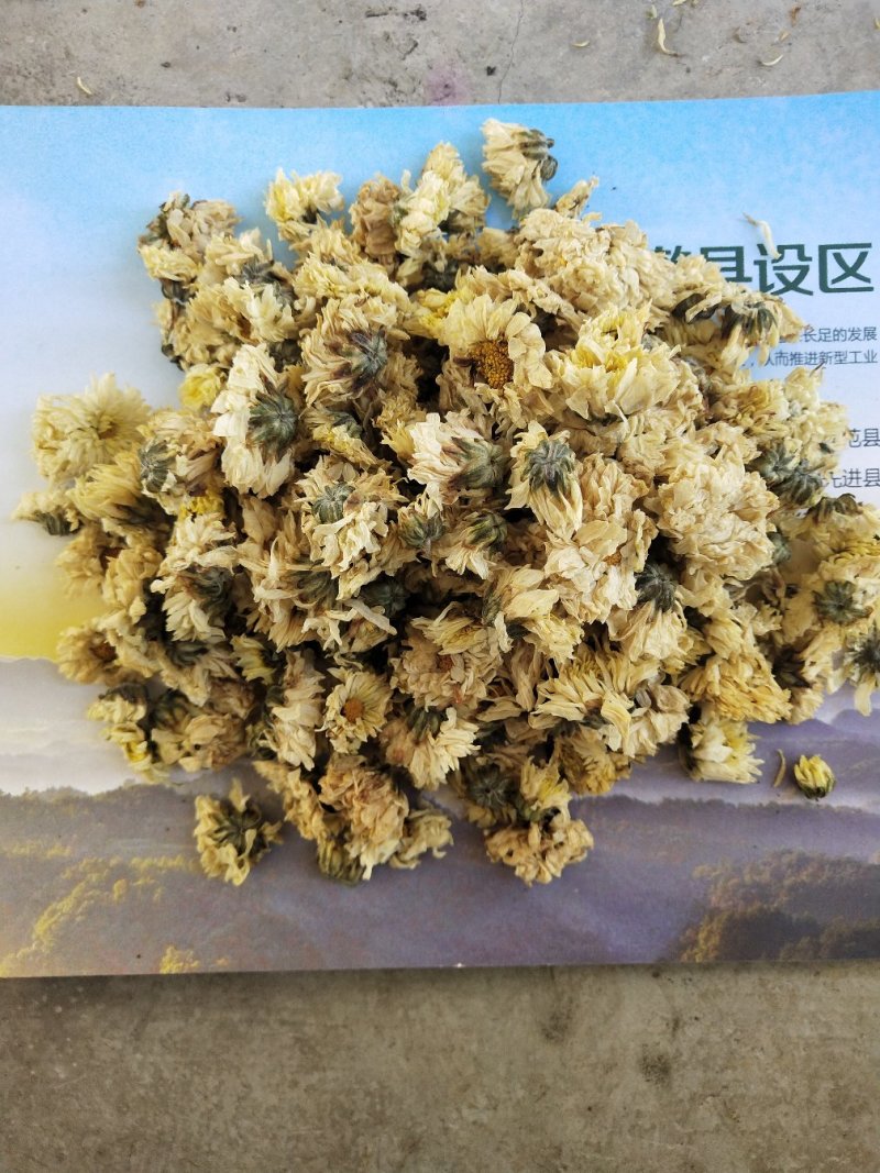 太阳菊