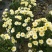 太阳菊