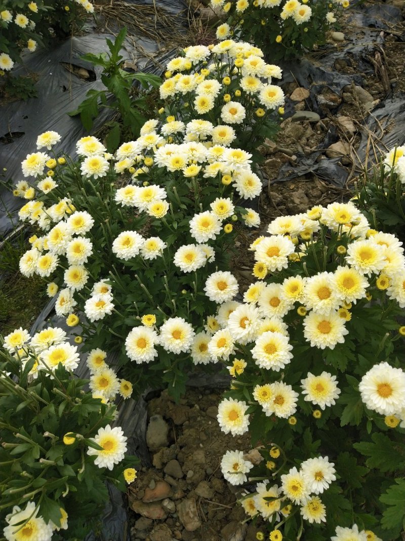 太阳菊