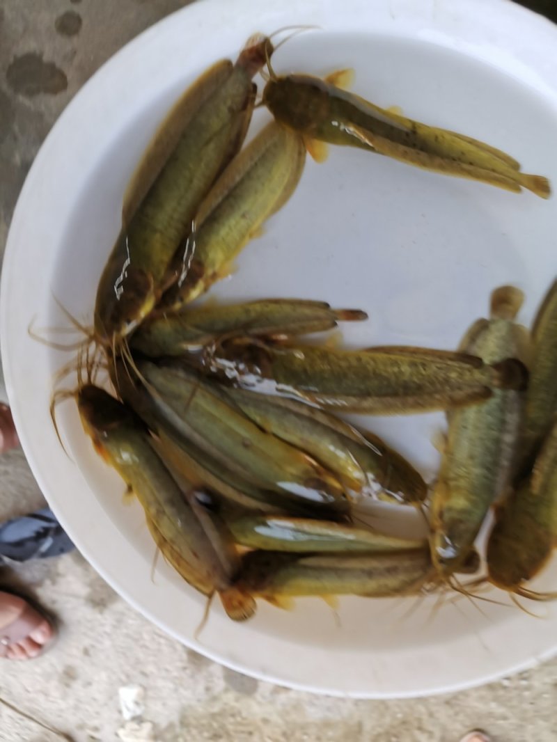 三黄塘角鱼，快大种，杂交育种
