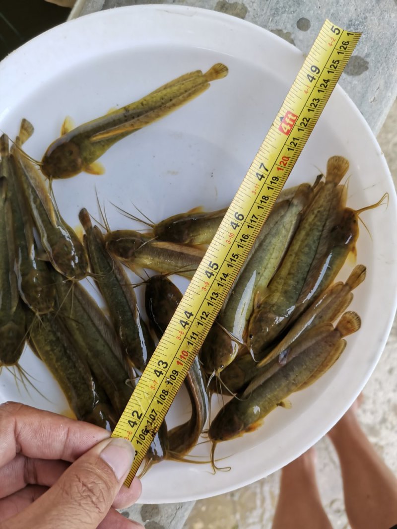 三黄塘角鱼，快大种，杂交育种