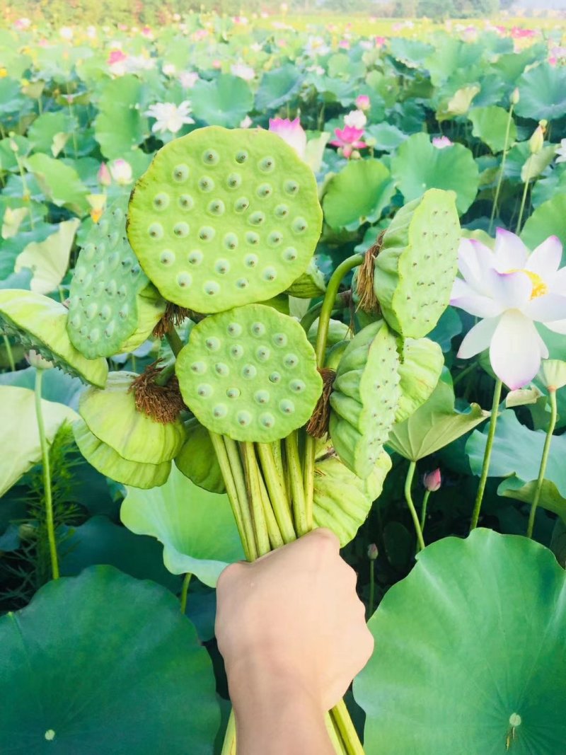 莲蓬铁莲子插花带蓬艺术莲蓬10个