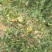 野生山茶果品种预定中