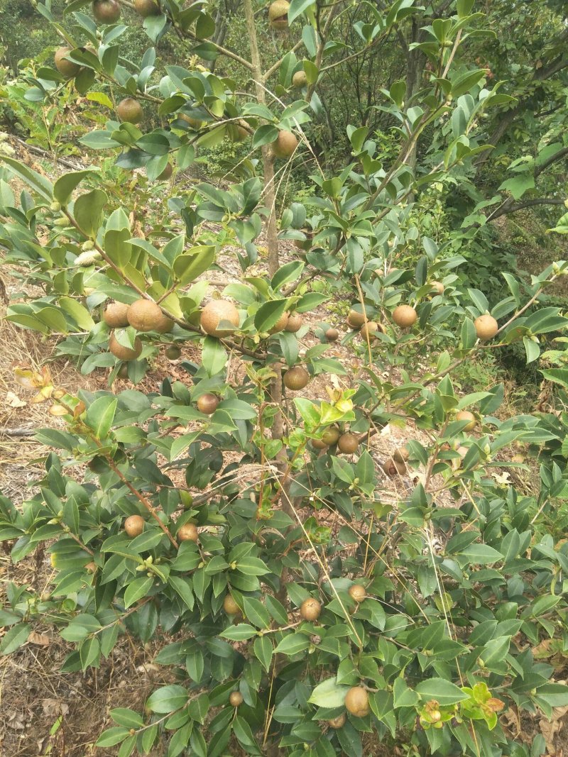 野生山茶果品种预定中