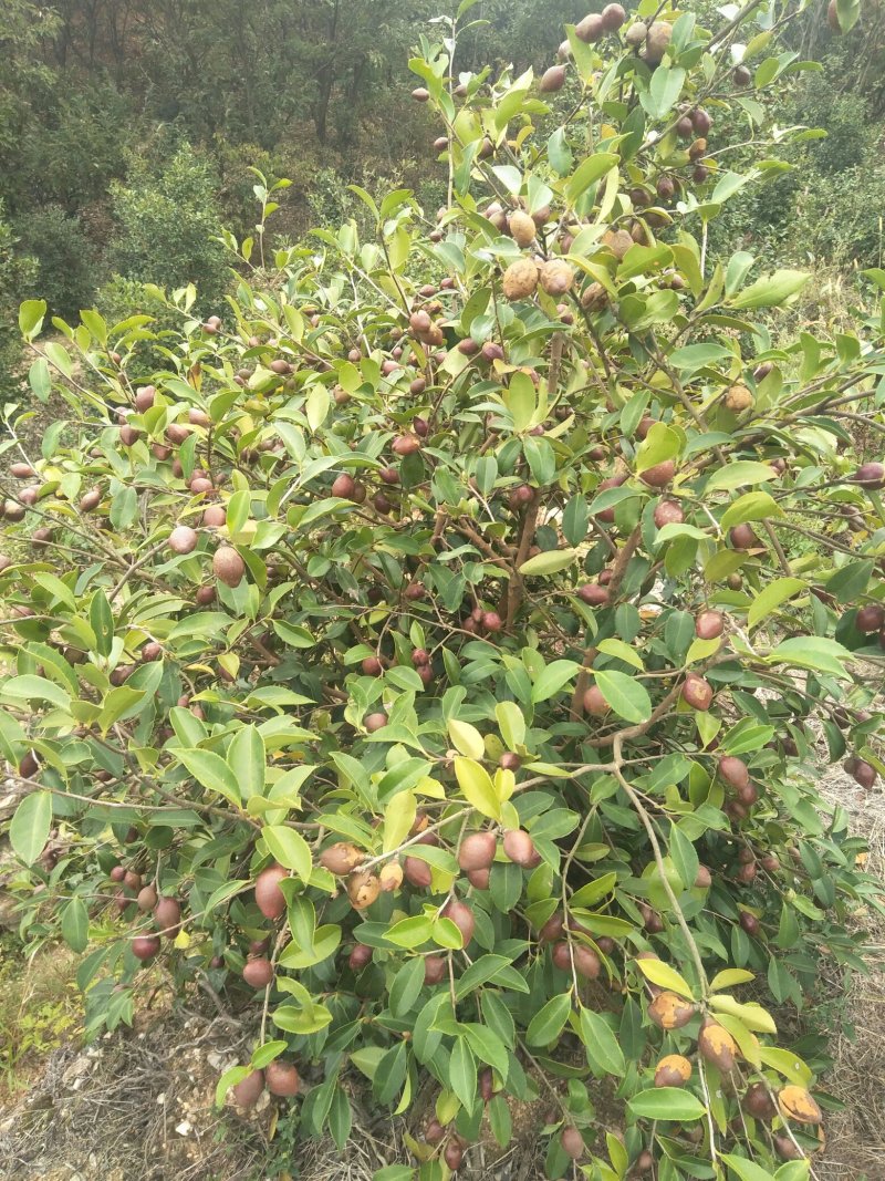 野生山茶果品种预定中