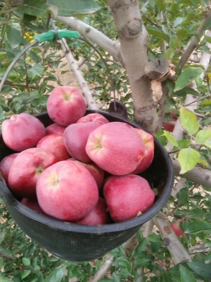 花牛苹果