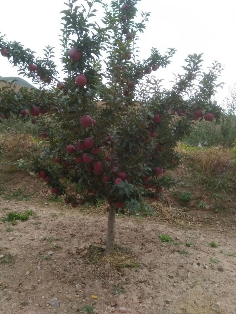 花牛苹果