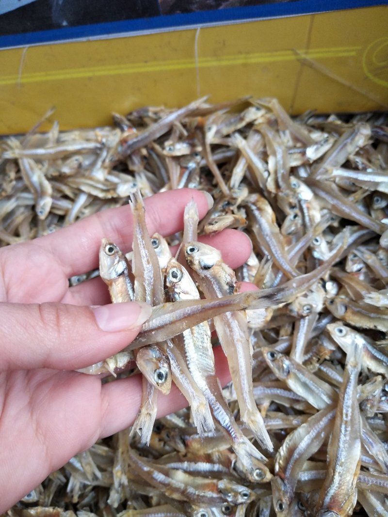 精品日晒北海小鱼干，海鱼，微盐，整吨价格美丽
