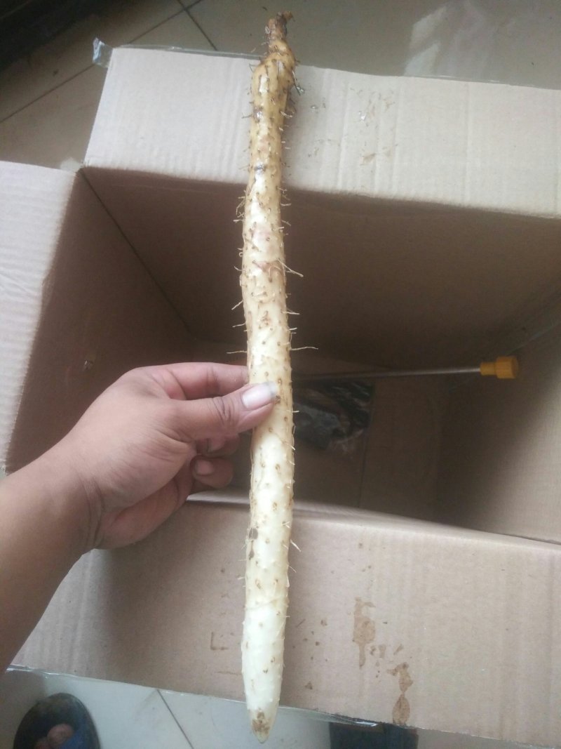 花菜茄子豆角红薯白山药等等