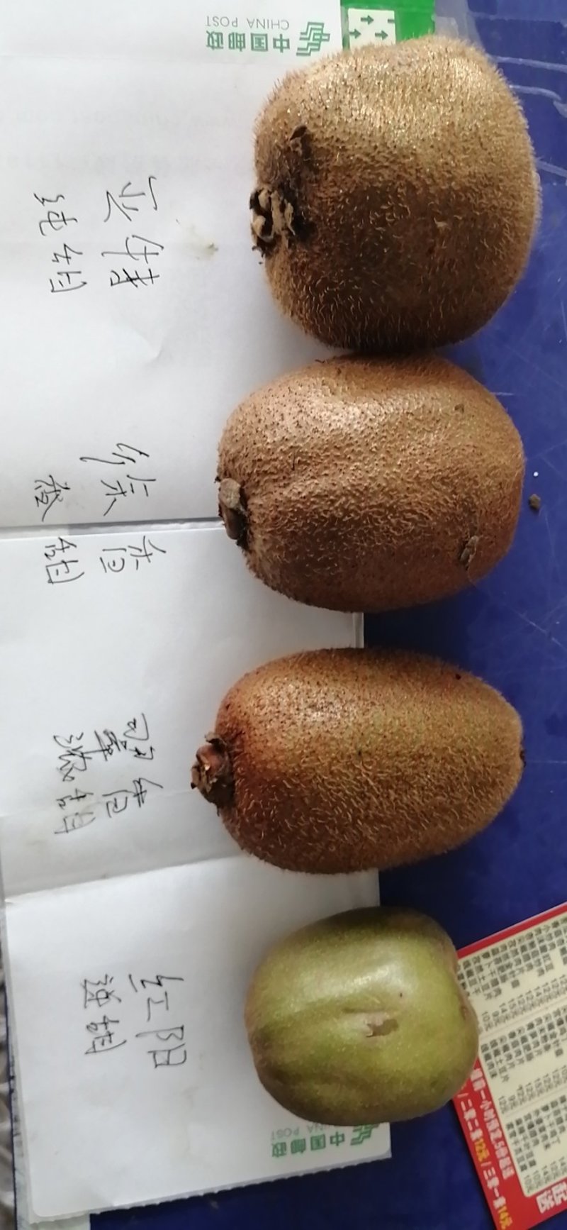眉县红心红阳猕猴桃一件代发专业招平台合作