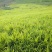 云南红河_精品小黄姜