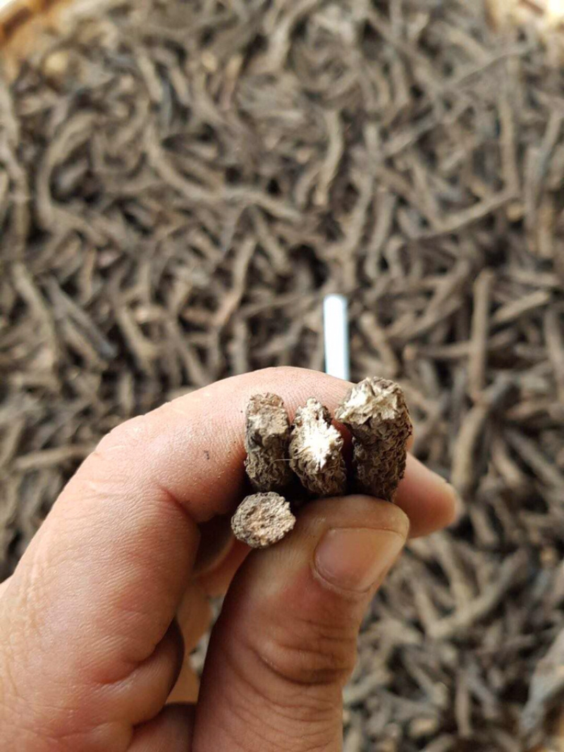 仙茅干货